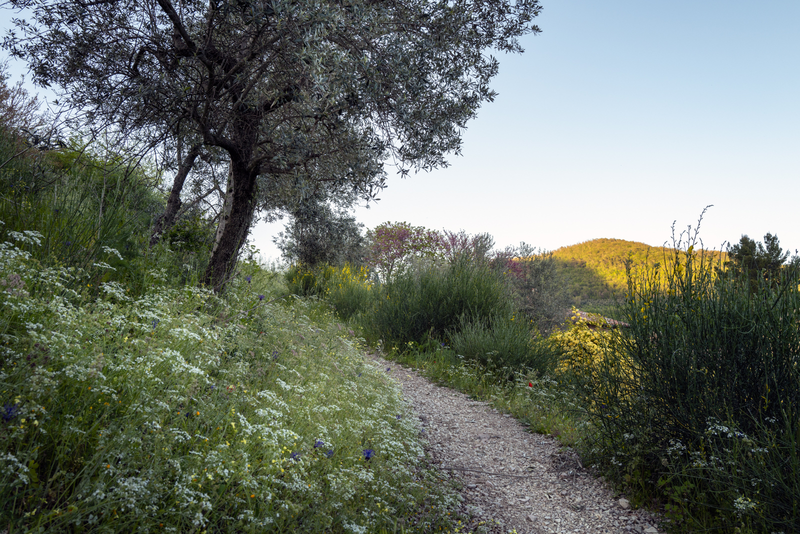 Path to Spello